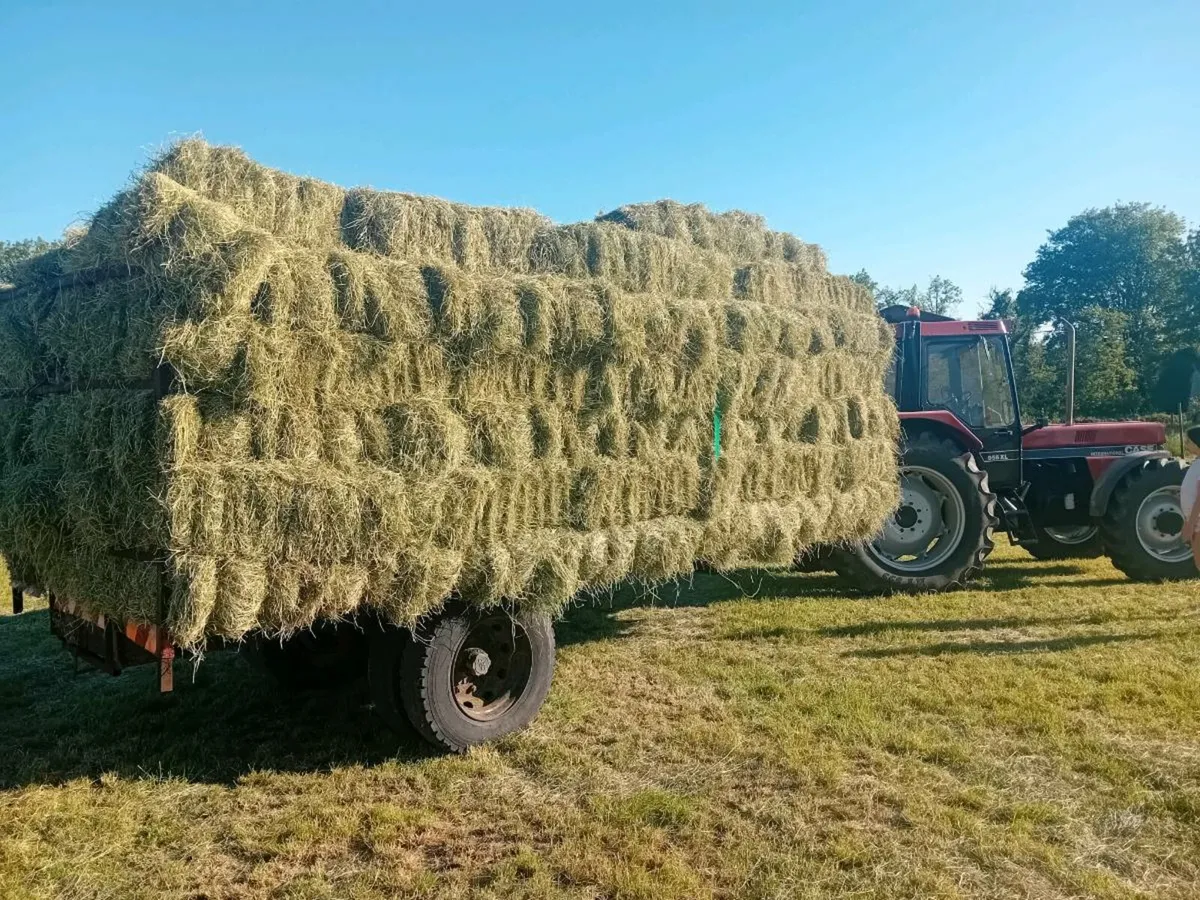 Hay - Image 1