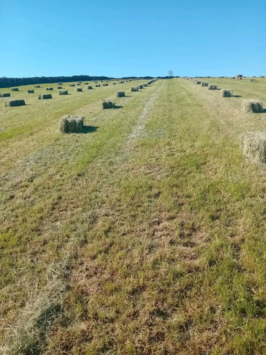 Hay - Image 3