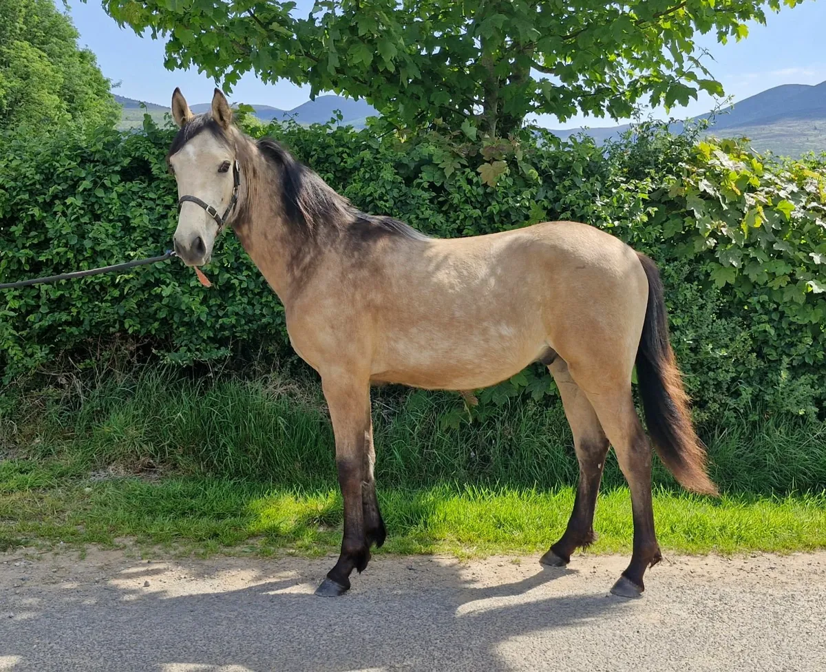 Dun yearling gelding - Image 3