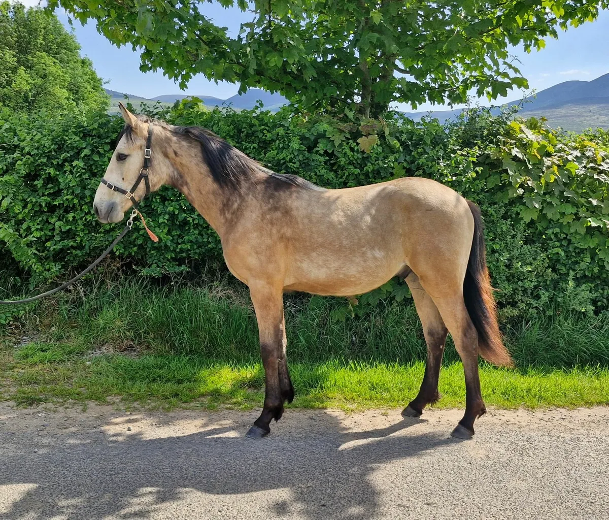 Dun yearling gelding - Image 4