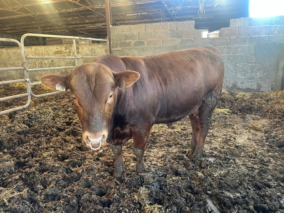 Bull - Image 2