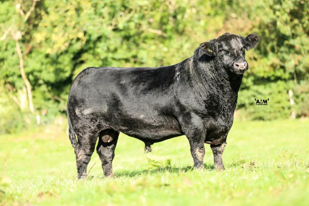 Lisduff Angus Bulls - Image 3