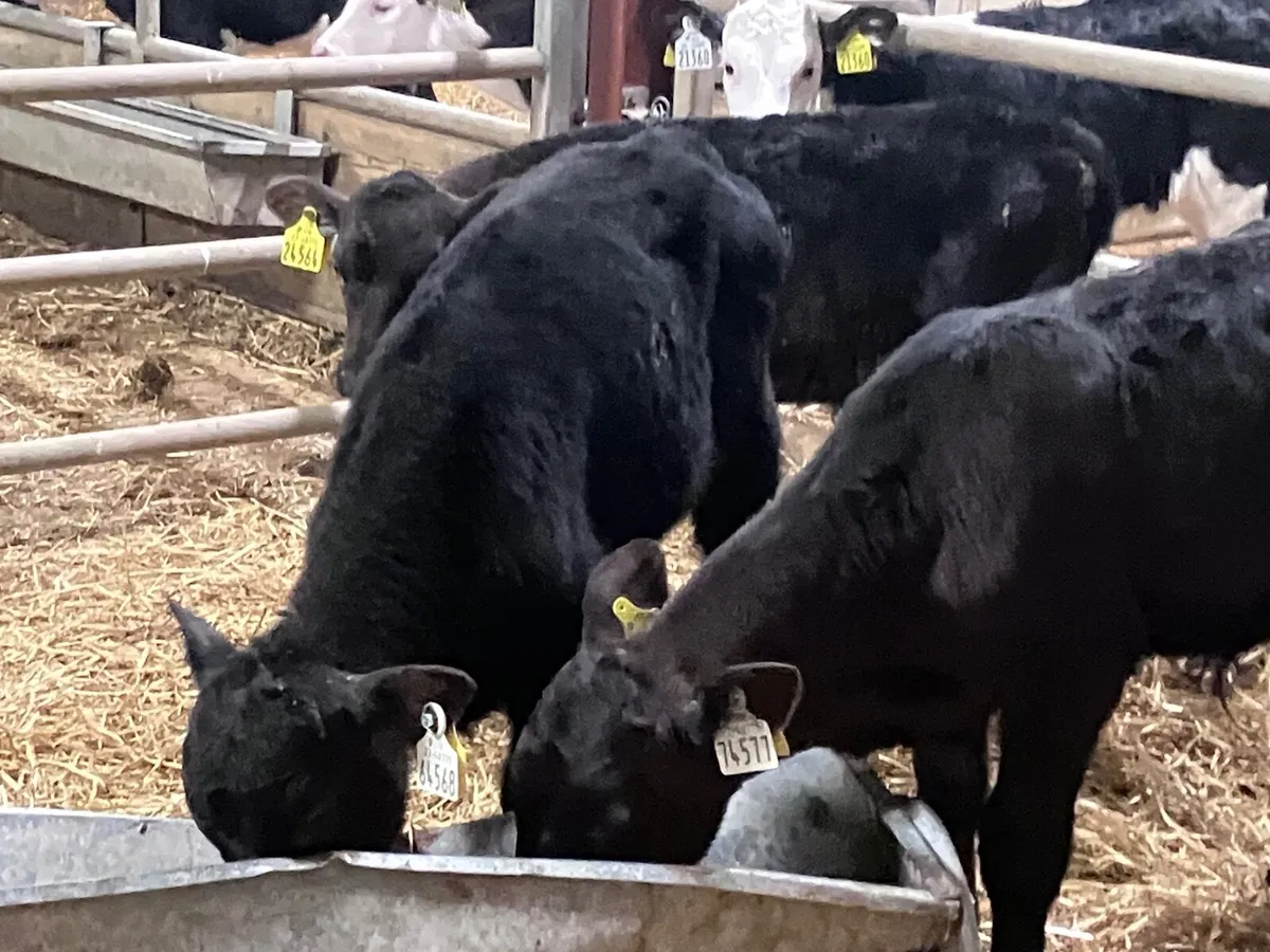 3 March born Angus bull calves for sale - Image 3