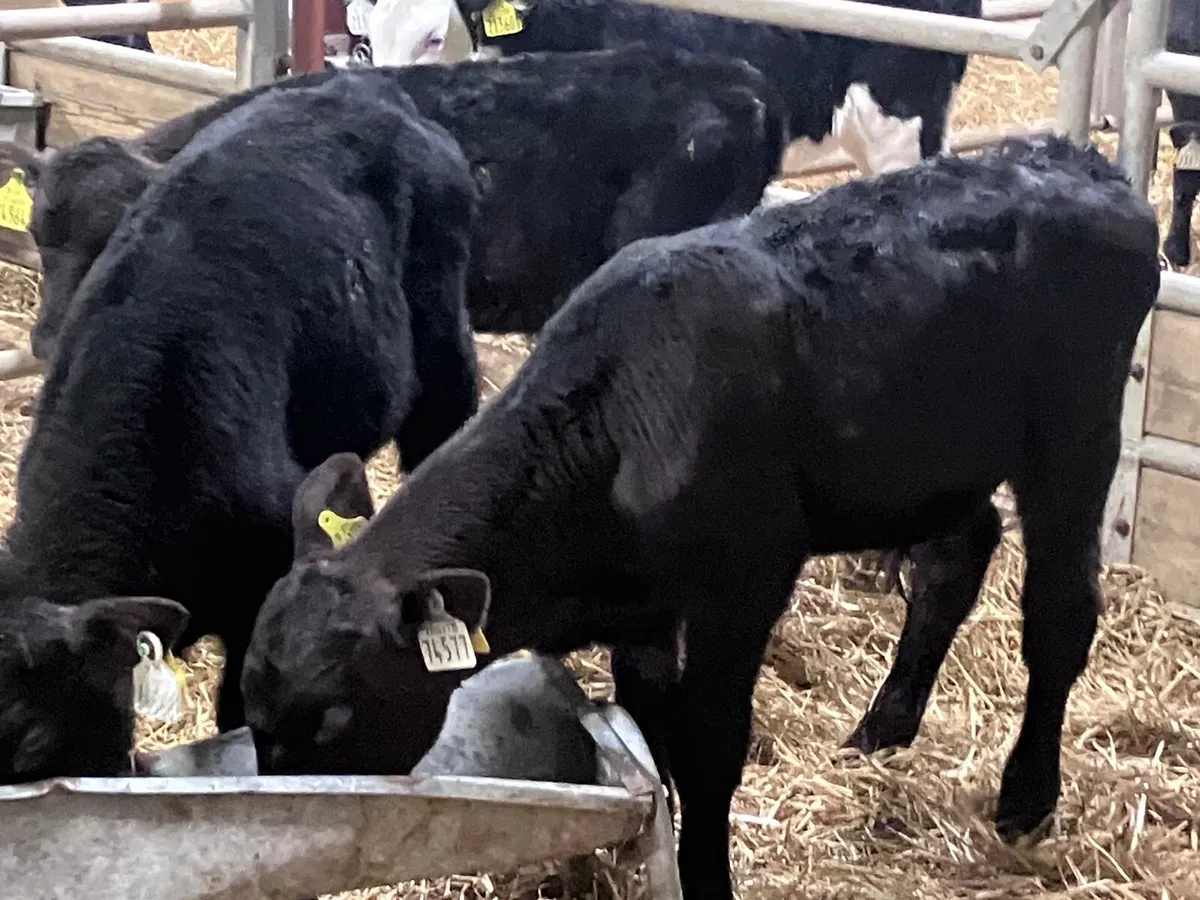 3 March born Angus bull calves for sale - Image 4