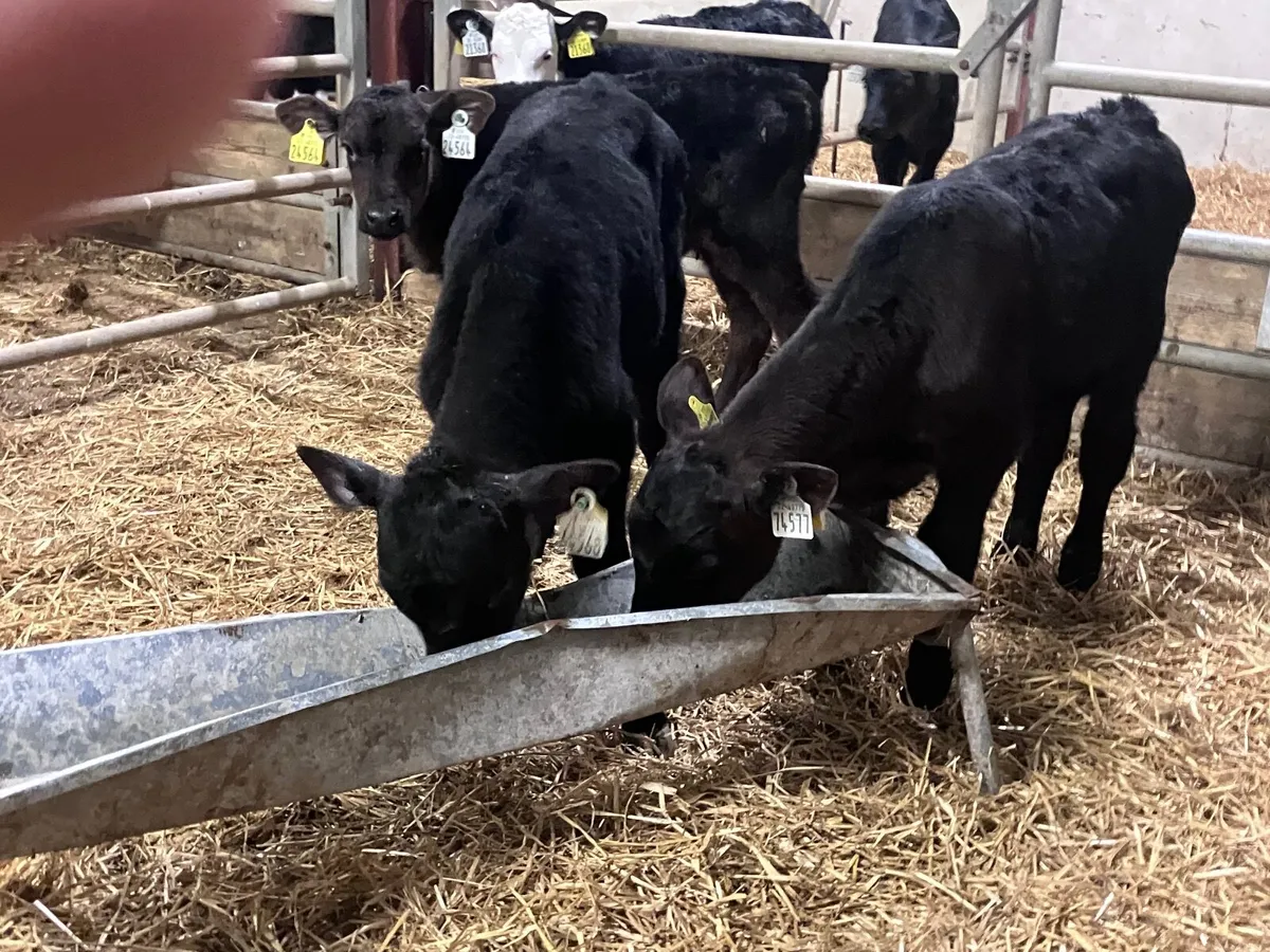 3 March born Angus bull calves for sale - Image 2