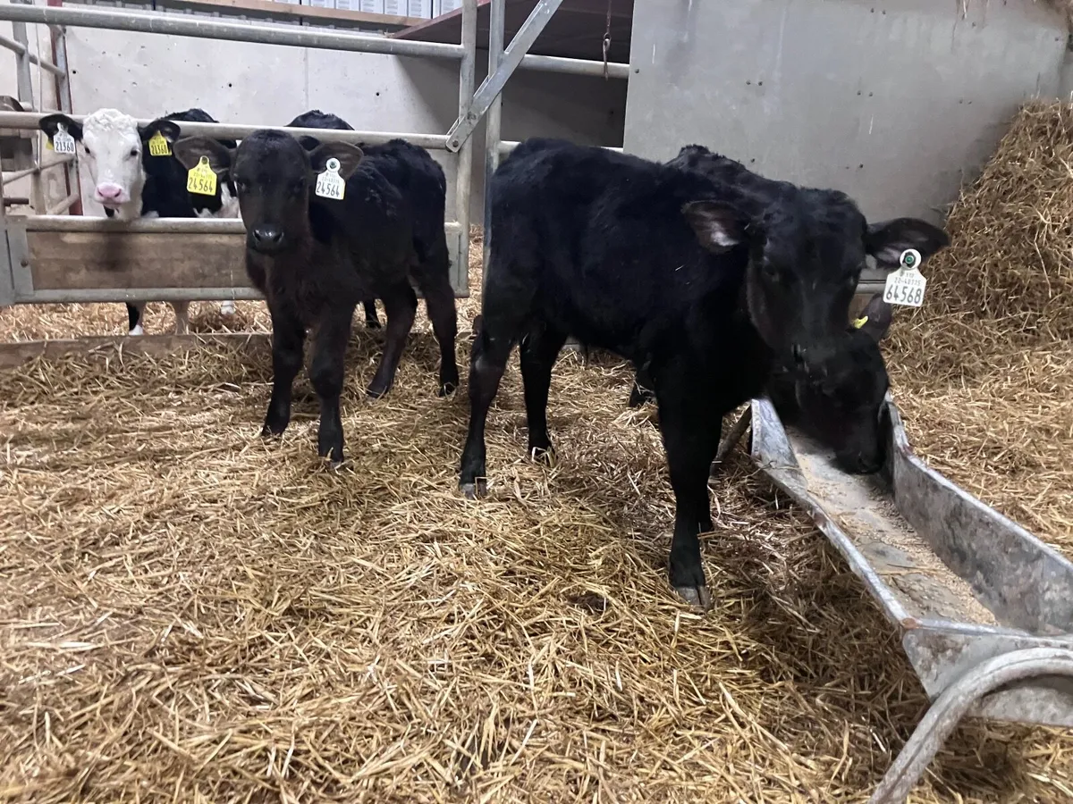 3 March born Angus bull calves for sale - Image 1