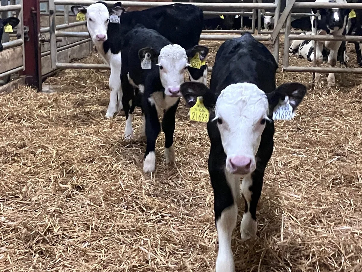 4 Hereford & Angus heifer calves for sale - Image 1