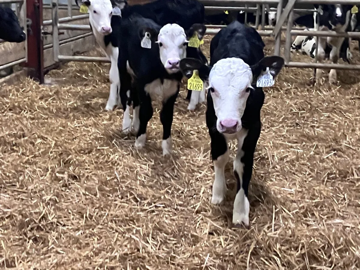 4 Hereford & Angus heifer calves for sale - Image 2