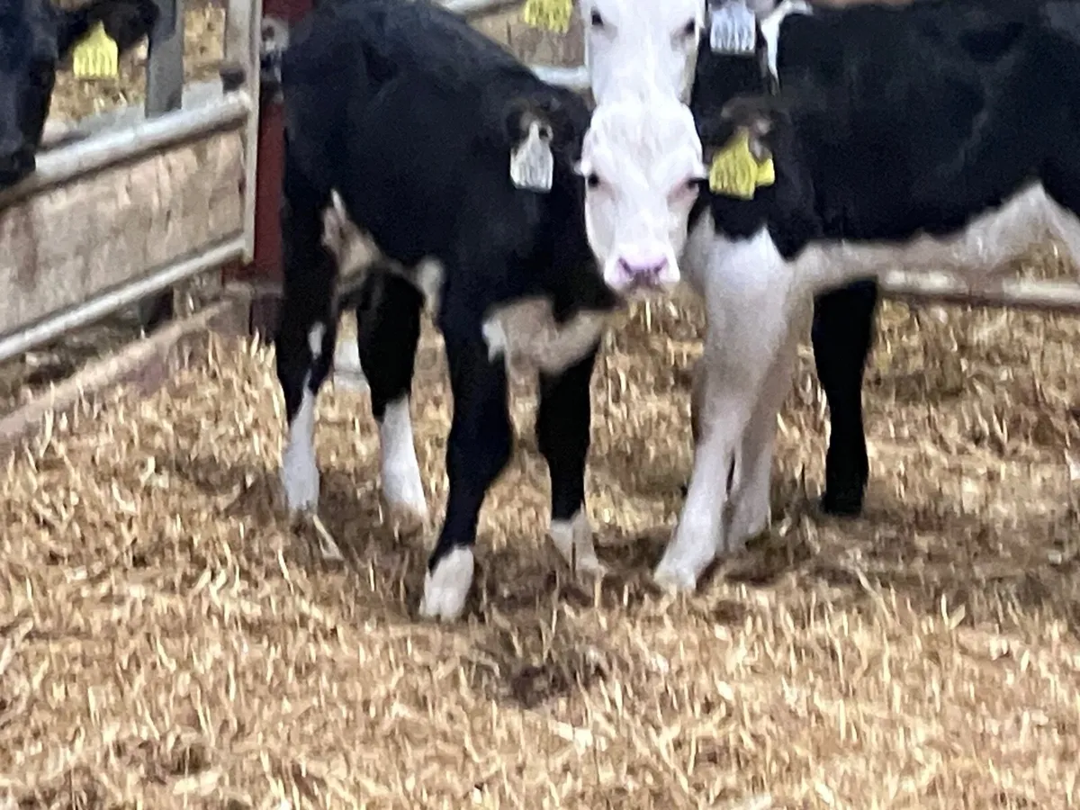 4 Hereford & Angus heifer calves for sale - Image 3