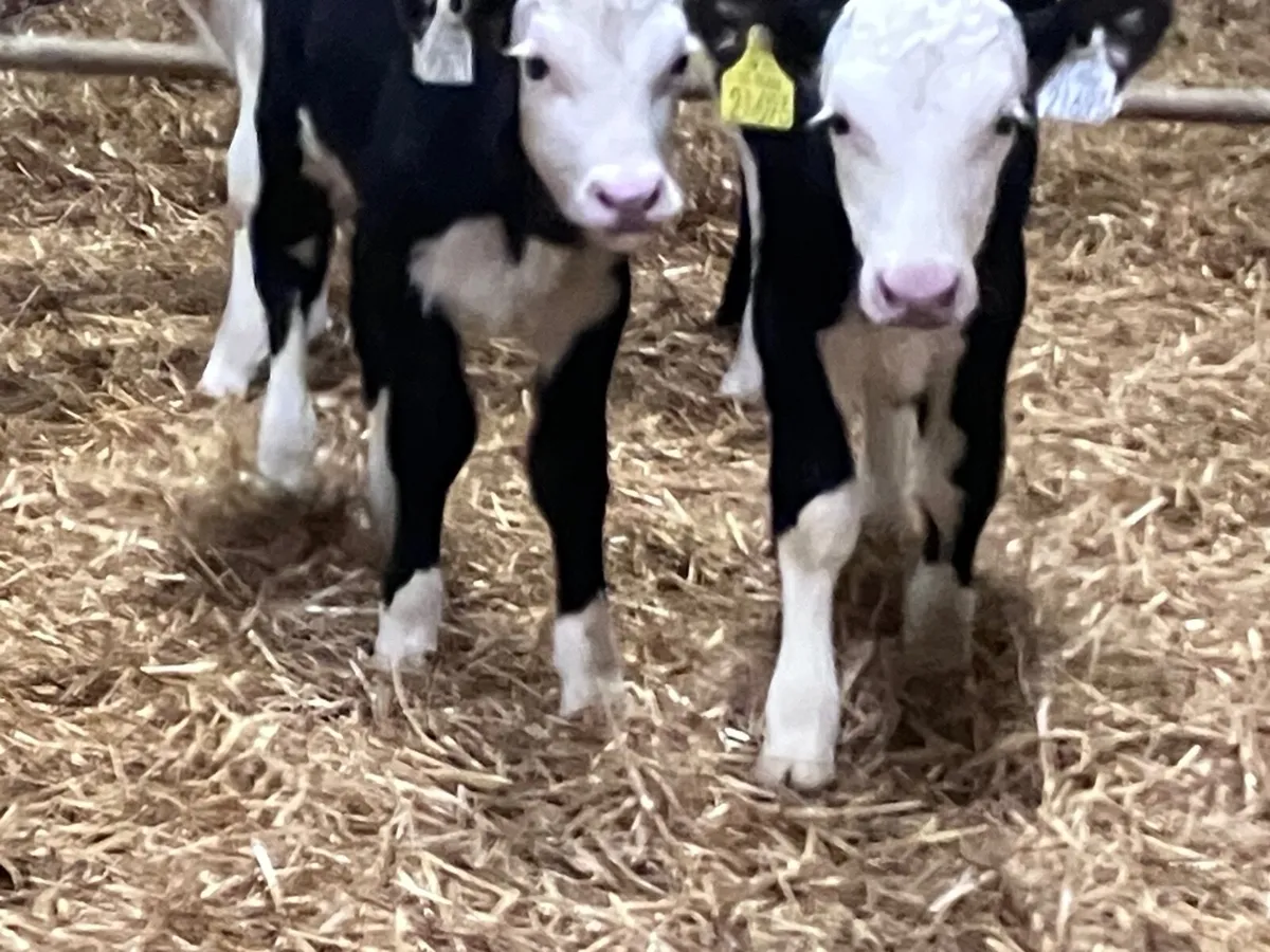 4 Hereford & Angus heifer calves for sale - Image 4