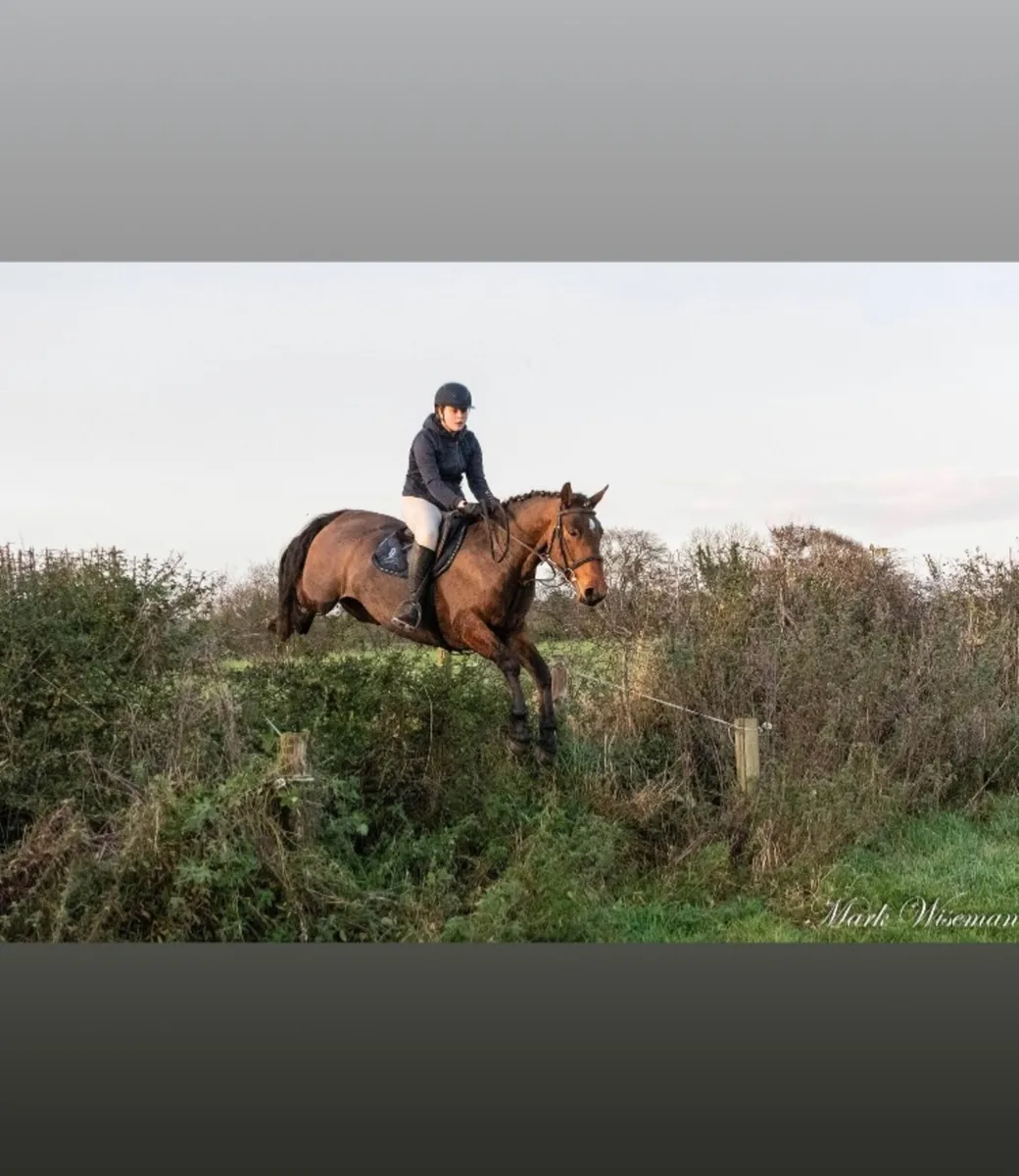 Schooling and Livery - Image 4