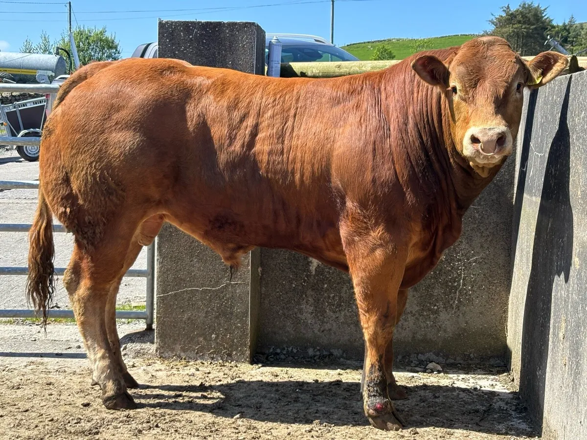 **PB Limousin Bull** - Image 2