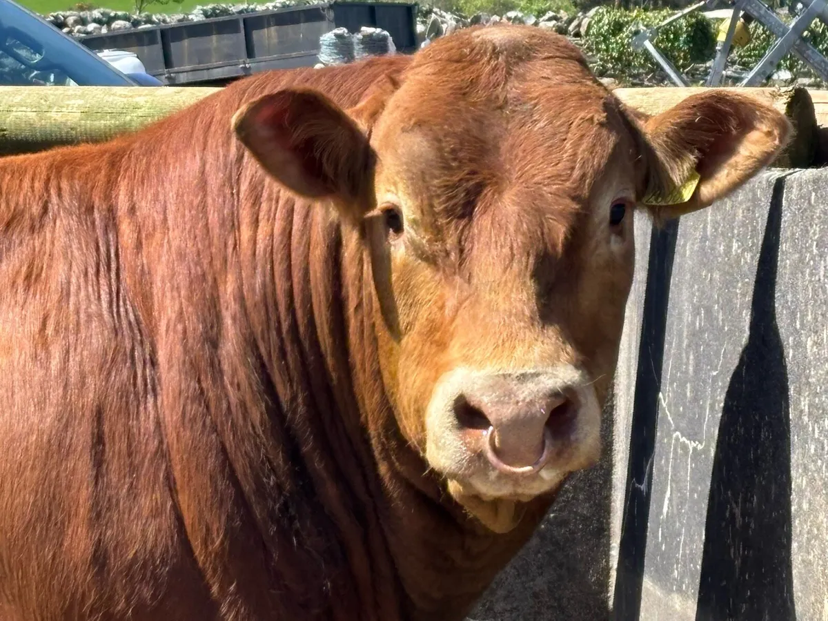**PB Limousin Bull** - Image 1