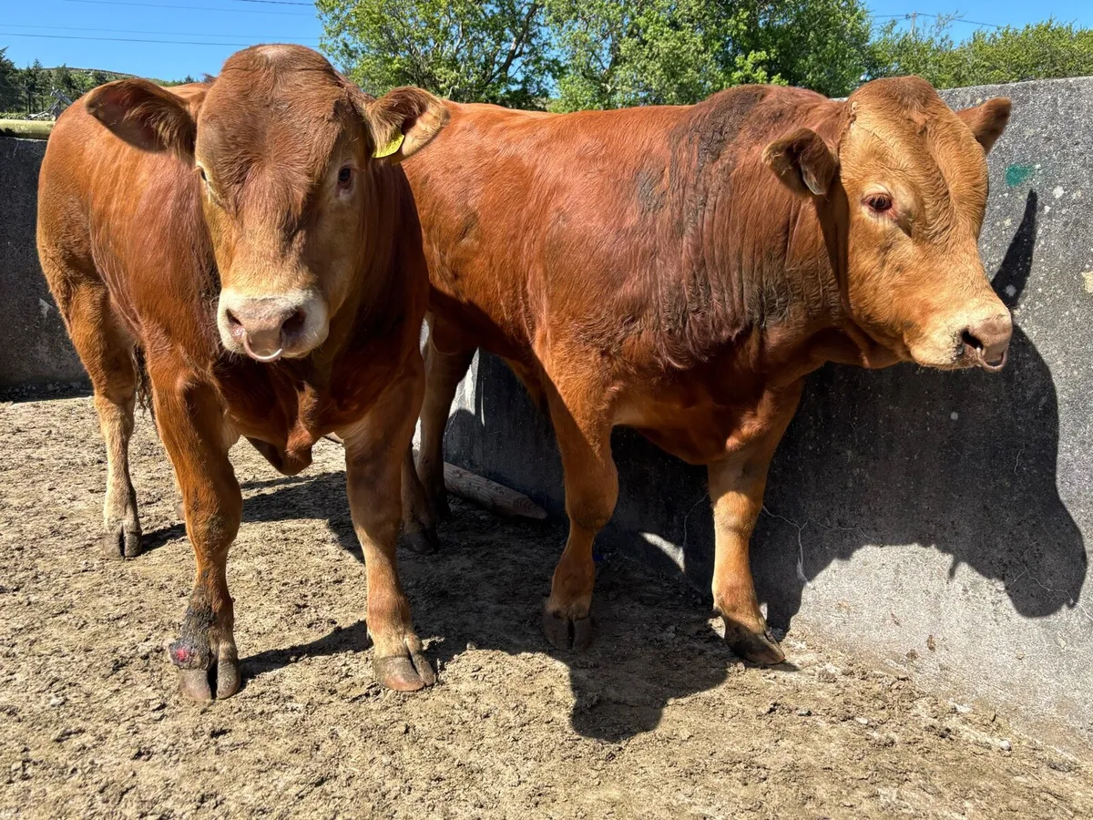 **PB Limousin Bull** - Image 3