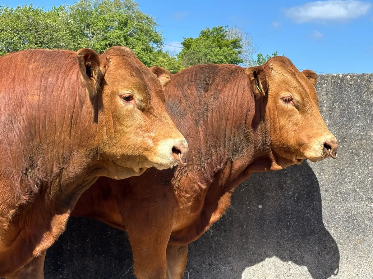 **PB Limousin Bull** - Image 4