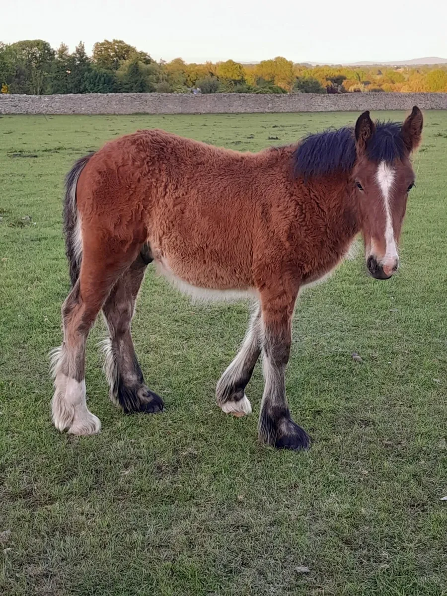 Foal