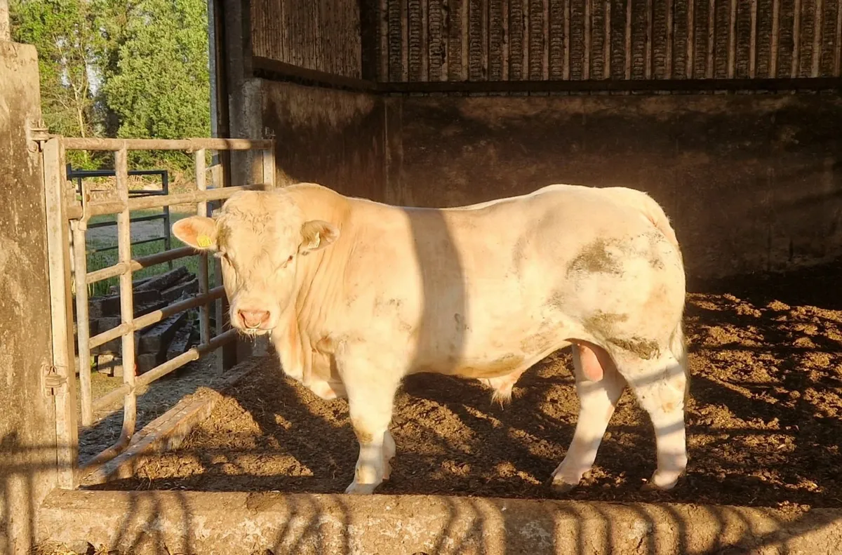 Charolais Bull - Image 1