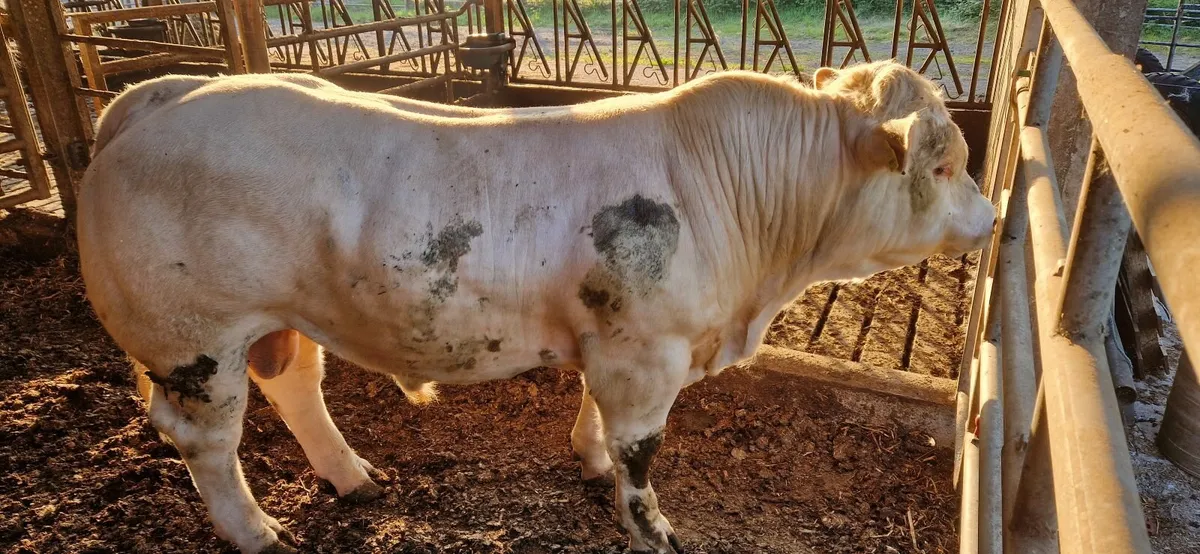 Charolais Bull - Image 2