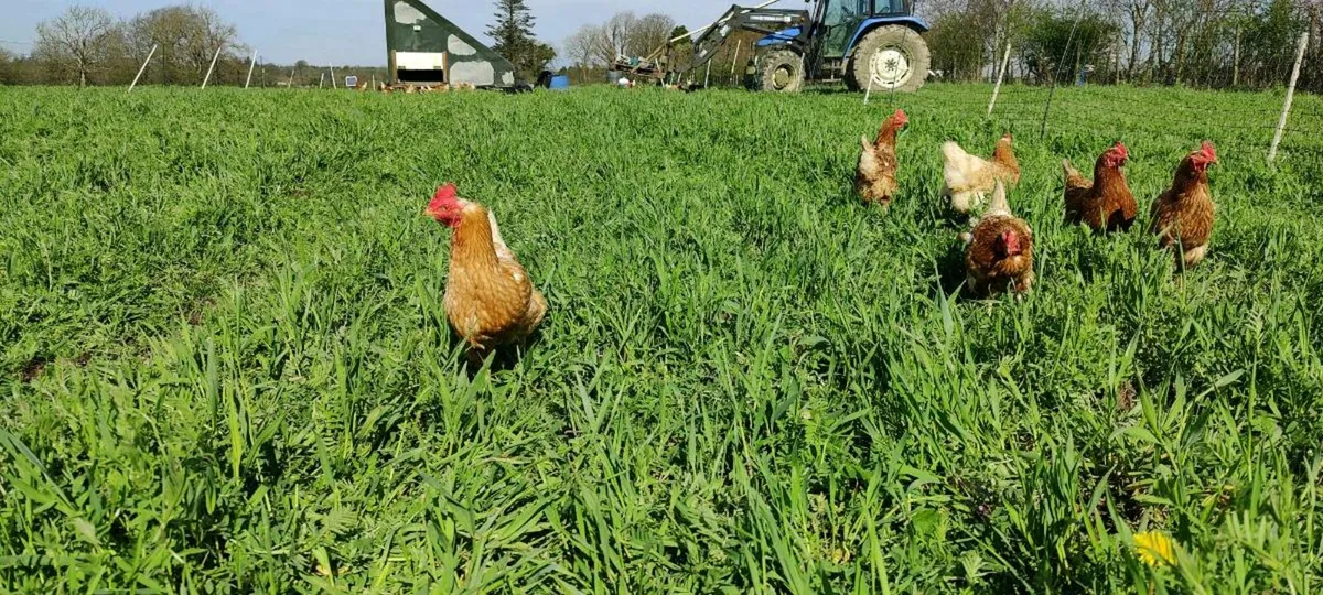 Poultry layer hens