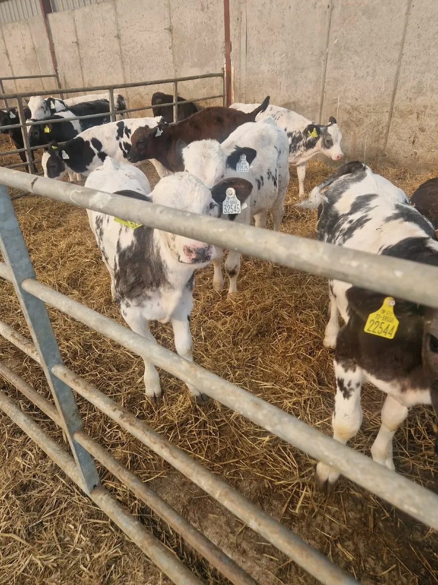 reared calves - Image 1