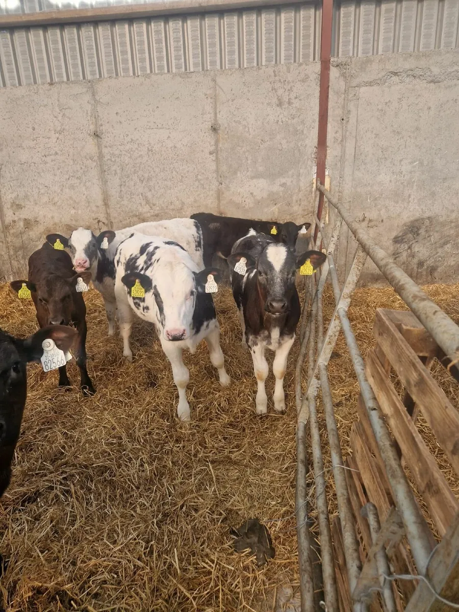 reared calves - Image 2