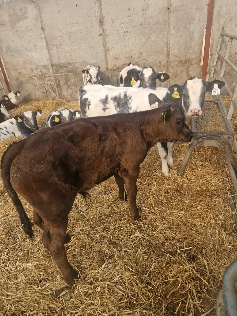 reared calves - Image 3