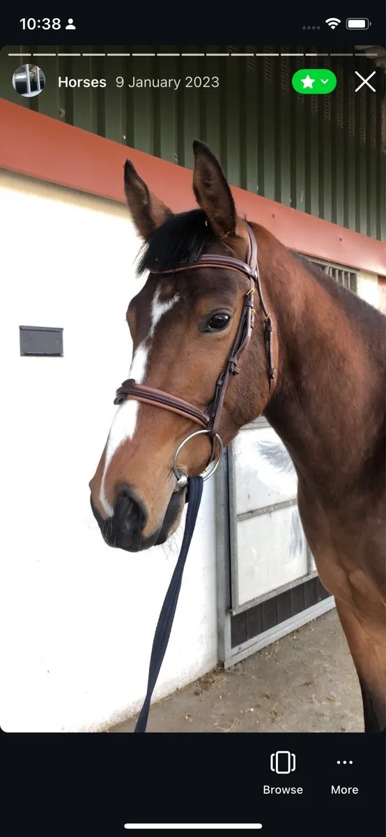 Tb Gelding - Image 1