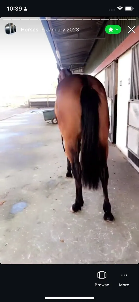 Tb Gelding - Image 2