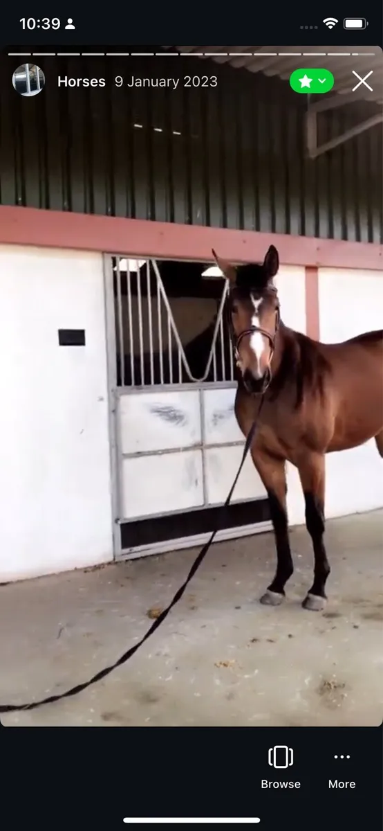 Tb Gelding - Image 3