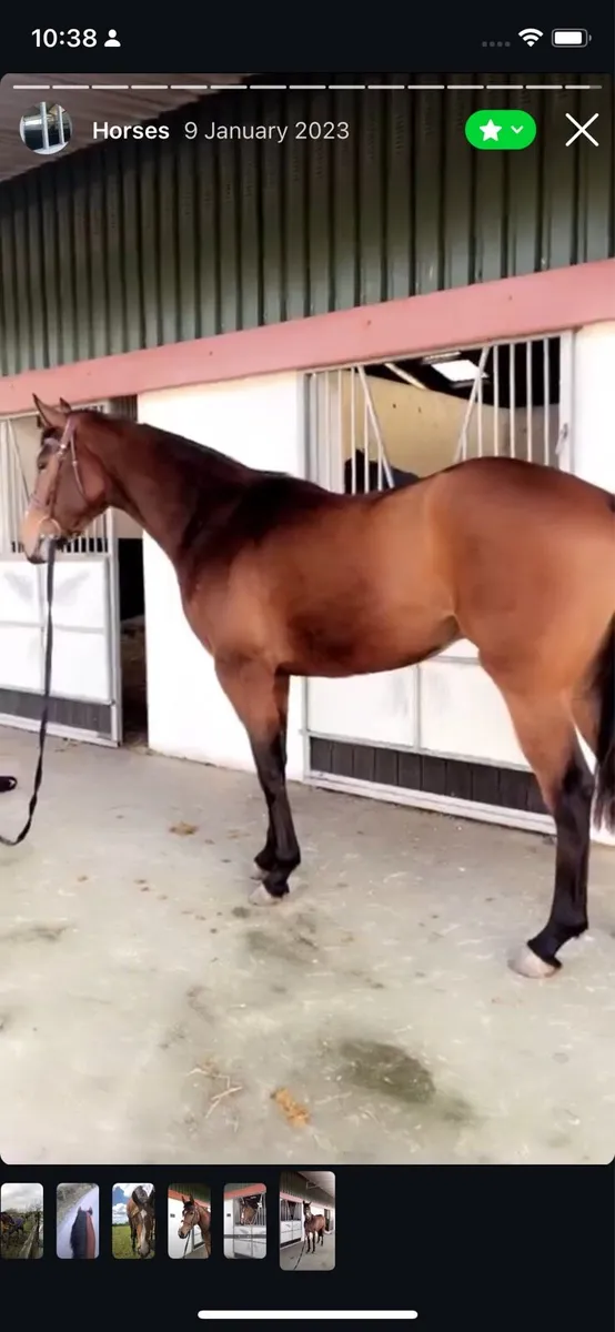 Tb Gelding - Image 4