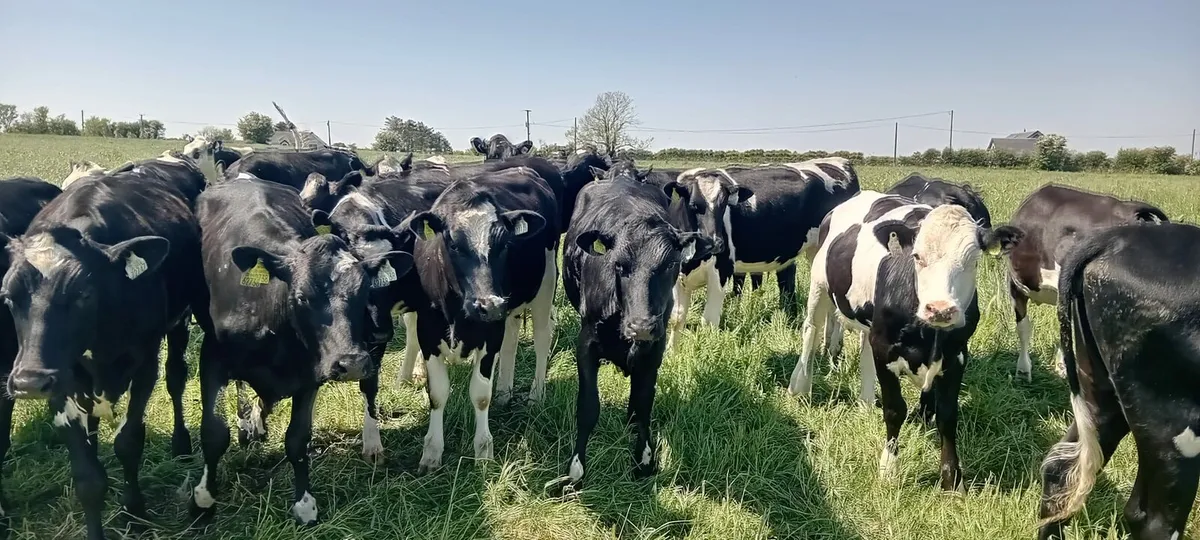 45 Maiden Heifers - Image 1