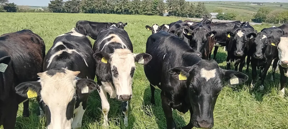 45 Maiden Heifers - Image 2