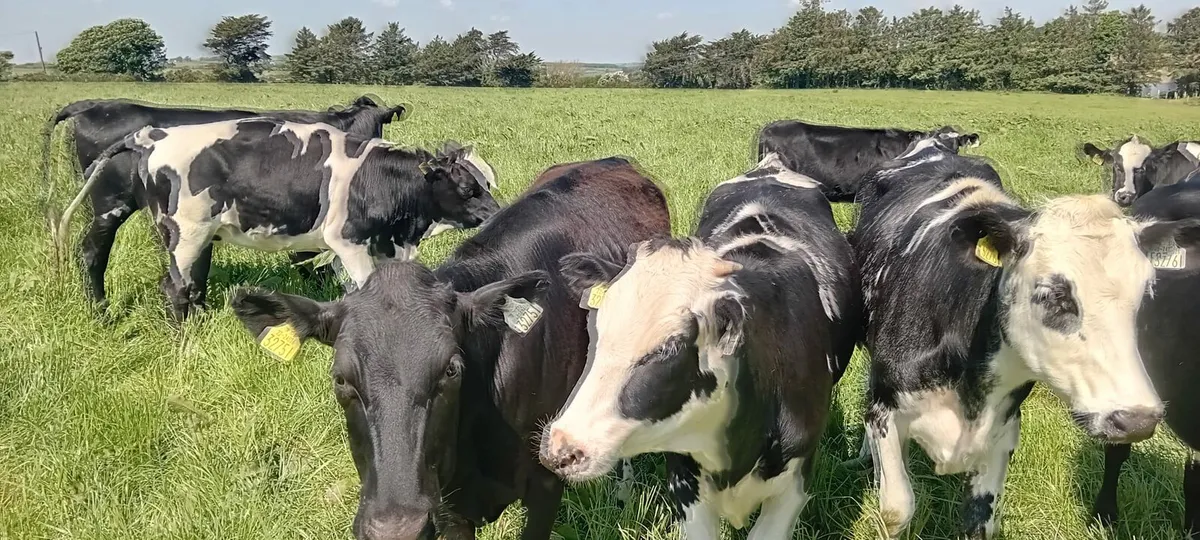 45 Maiden Heifers - Image 3