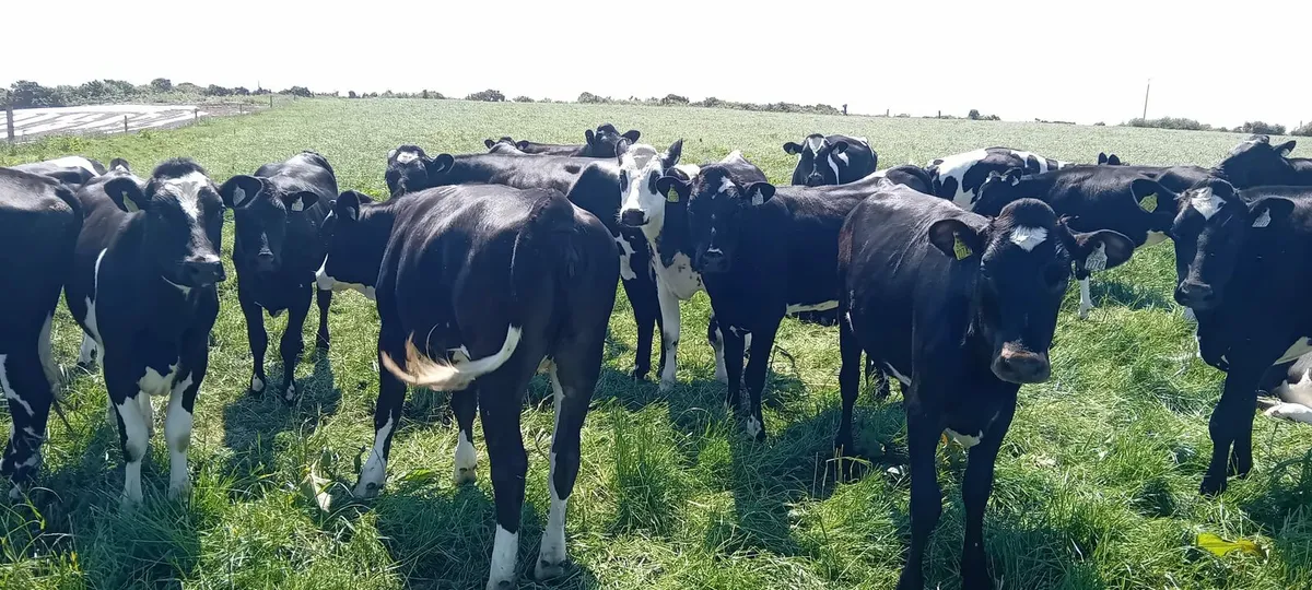 45 Maiden Heifers - Image 4