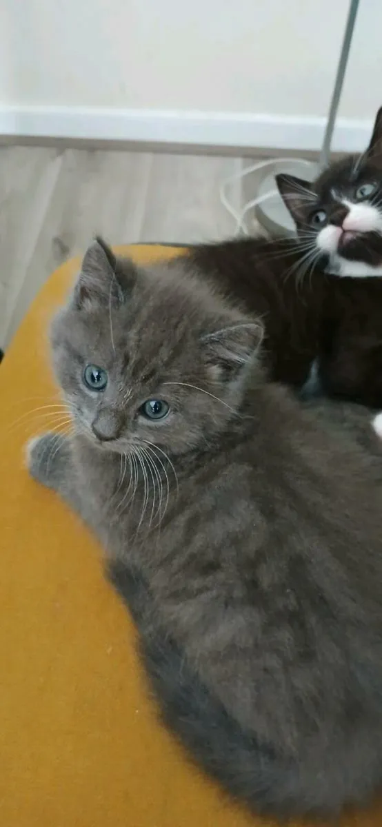 Beautiful Kittens 💕 - Image 2
