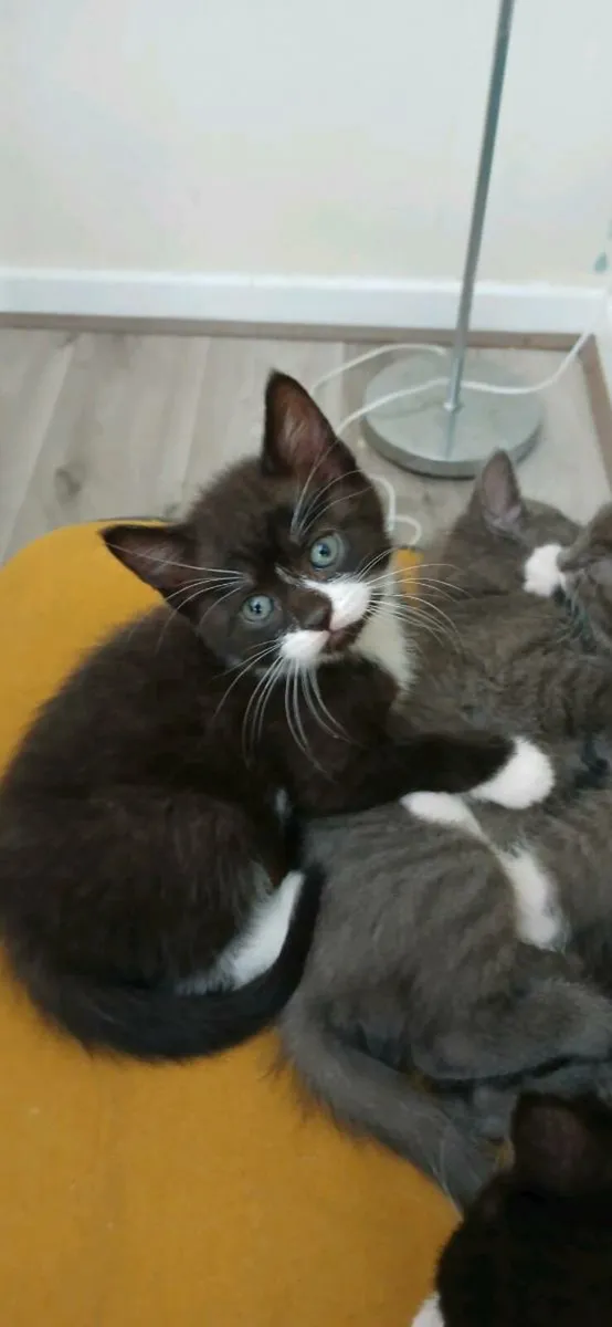 Beautiful Kittens 💕 - Image 3