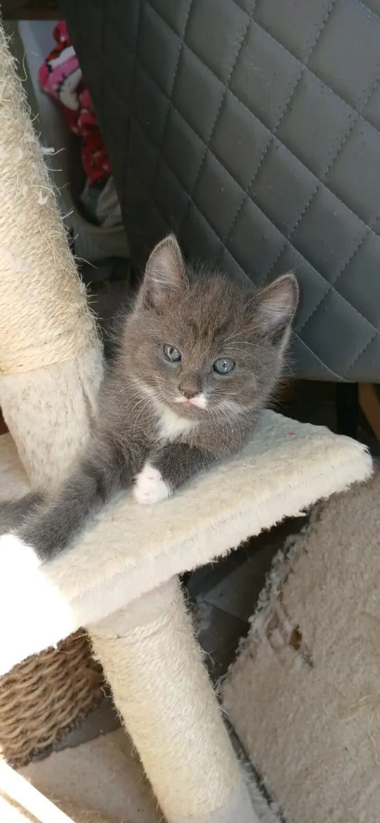 Beautiful Kittens 💕 - Image 4