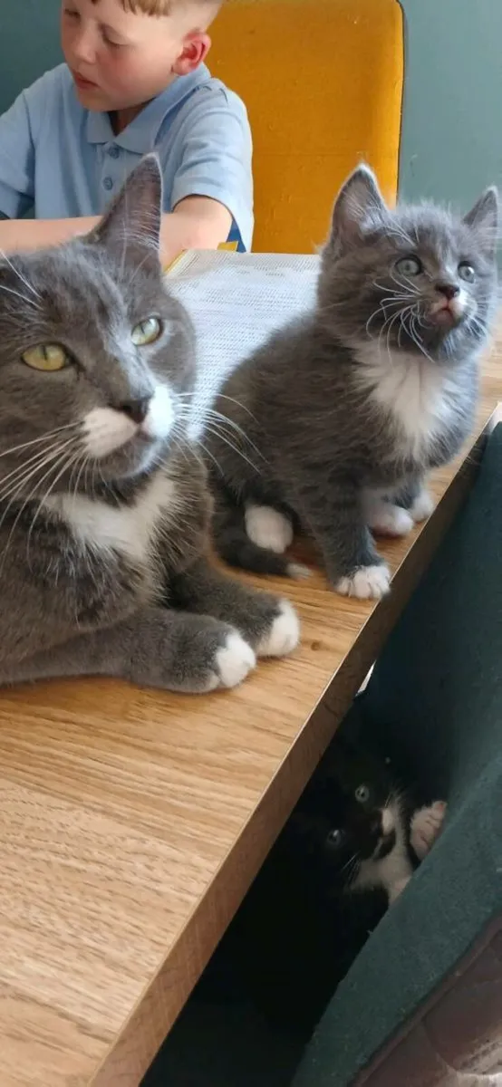 Beautiful Kittens 💕 - Image 1