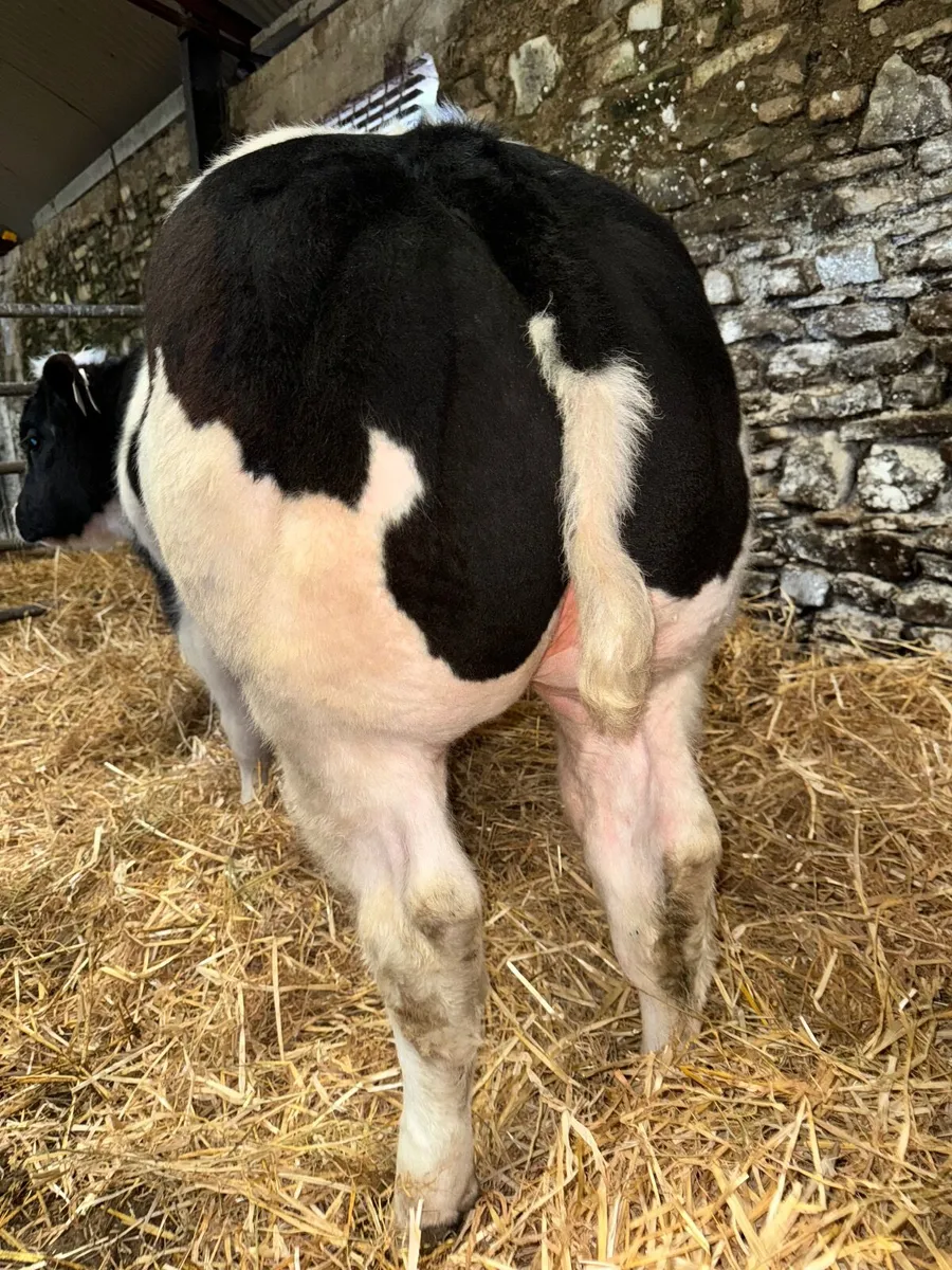 Show Bull Calf - Image 2