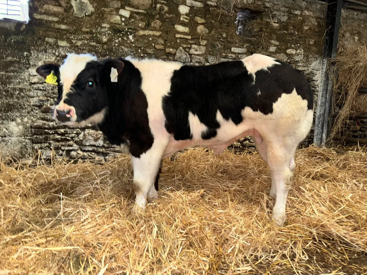 Show Bull Calf - Image 3