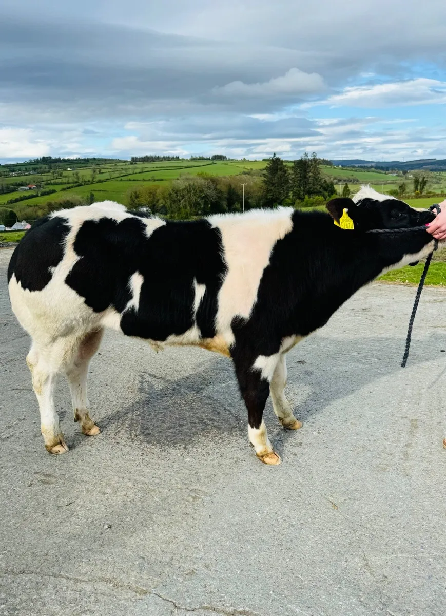 Show Bull Calf - Image 1