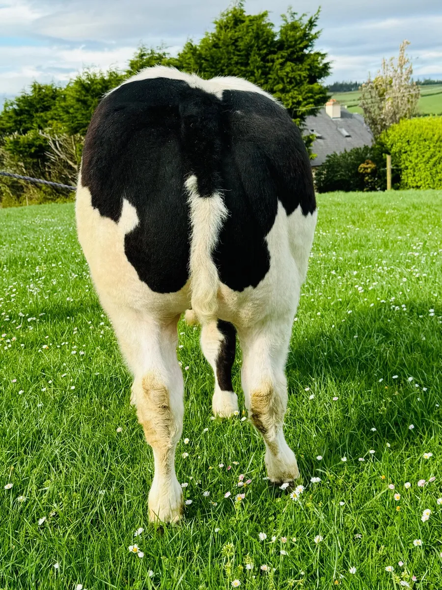 Show Bull Calf - Image 4