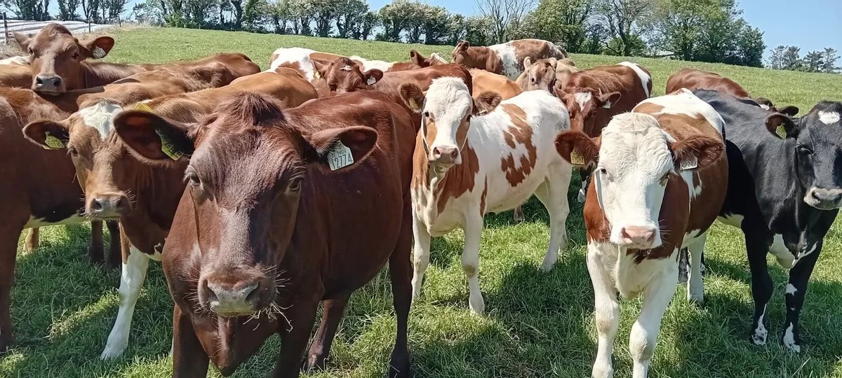 Shorthorn Maiden Heifers - Image 2