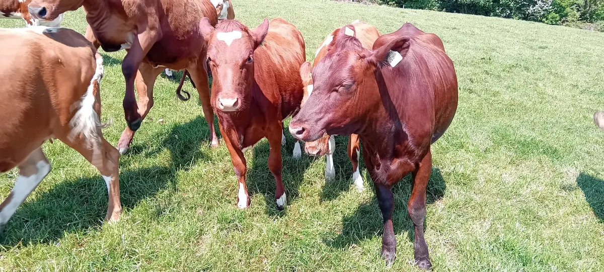 Shorthorn Maiden Heifers - Image 3