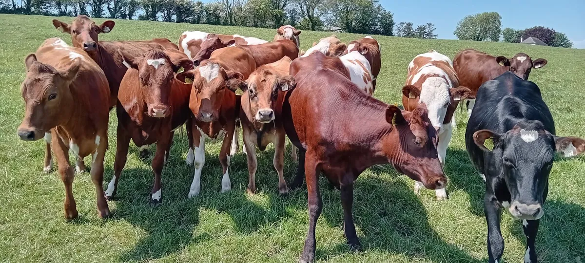 Shorthorn Maiden Heifers - Image 4