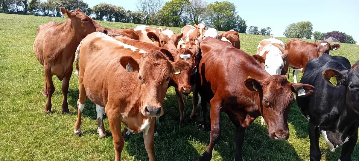 Shorthorn Maiden Heifers - Image 1
