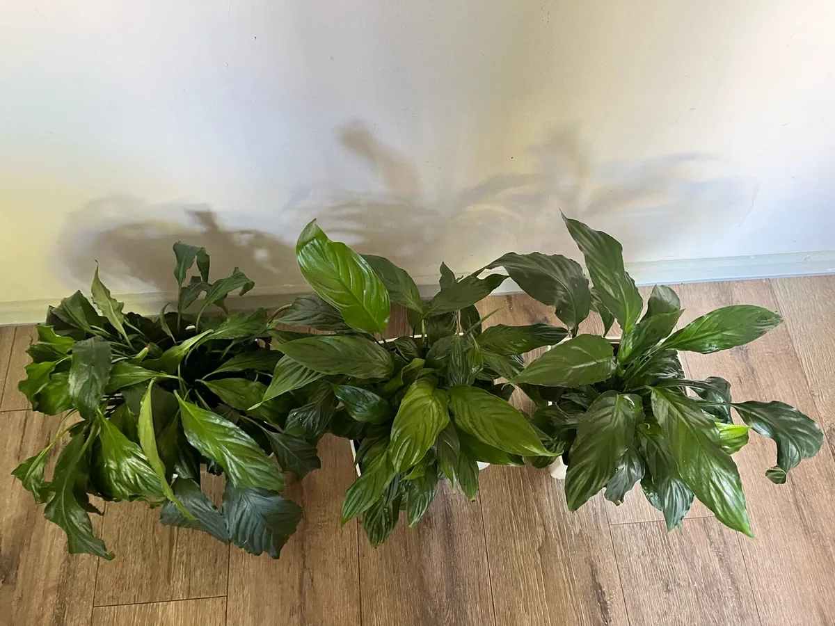 Three spathiphylum plants all together €22 - Image 2