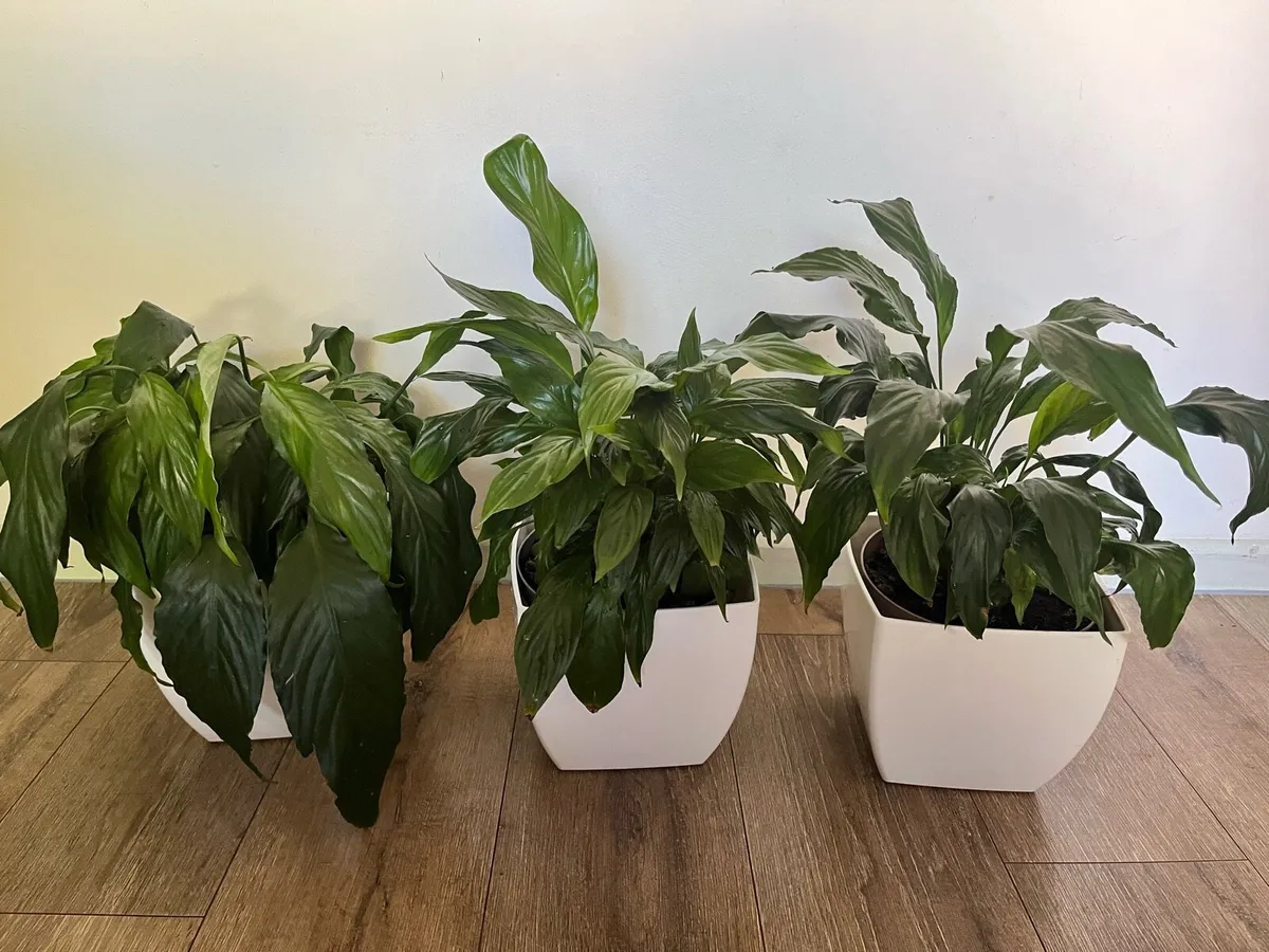 Three spathiphylum plants all together €22 - Image 3