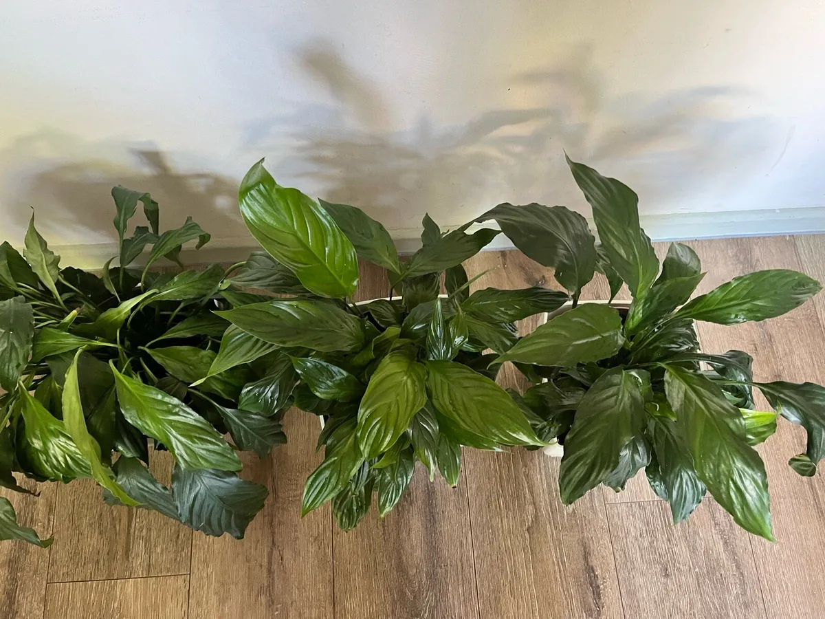 Three spathiphylum plants all together €22 - Image 4