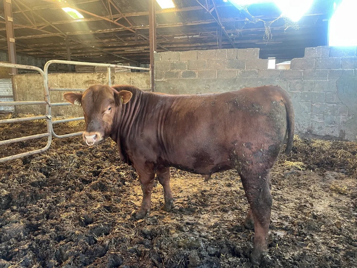 Bull - Image 2